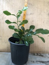 Organic kaffir lime for sale  Columbus