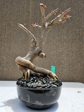 Old bougainvillea red for sale  Westminster
