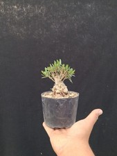 Bonsai olivo selvatico usato  Montevarchi