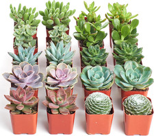 Shop succulents assorted for sale  Denver