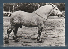 Cpsm 1960 faune d'occasion  Bourg-en-Bresse