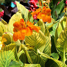 Canna tropicanna gold for sale  UK