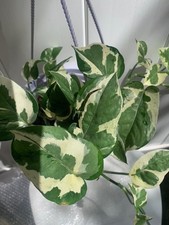 Rooted njoy pothos for sale Rooted njoy pothos for sale  Woodhaven