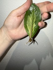glucksfeder zamioculcas gebraucht kaufen  Kelheim