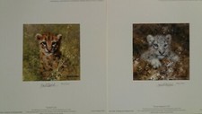 Ocelot snow leopard for sale  LICHFIELD