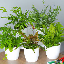 Fern indoor house for sale  UK