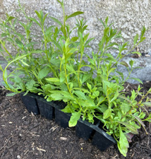 Erigeron fleabane perennial for sale  GLOUCESTER