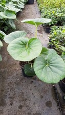 Farfugium japonicum gigantea d'occasion  Mont-près-Chambord