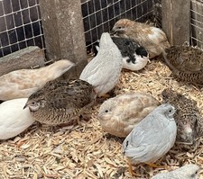 Quail cpq button for sale  MARTOCK