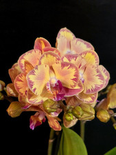 phalaenopsis orchid for sale phalaenopsis orchid for sale NOTTINGHAM
