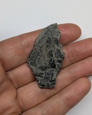 Rare partial dapedium for sale  AXMINSTER