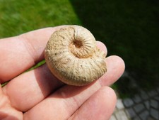 Alte sammlung ammonit gebraucht kaufen  Limbach-Oberfrohna