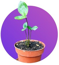 indoor plants house plants for sale  WALTHAM CROSS