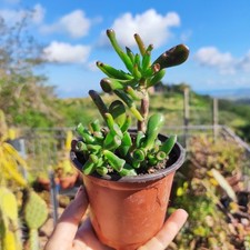 Vaso crassula ovata usato  Barcellona Pozzo di Gotto