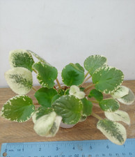 African violet plant for sale  Lexington