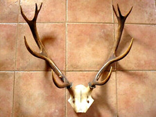 Bois cerf d'occasion  Yvetot