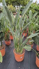 Strelitzia reginae 140cm gebraucht kaufen  Nordkirchen