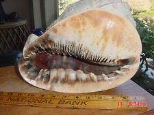 Huge inch helmet for sale  Bothell