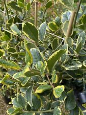 Ilex holly golden for sale  MARCH