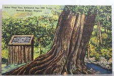 vitae arbor for sale vitae arbor for sale Wilmington