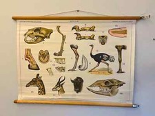 Pôster escolar holandês vintage anatomia animal 70x100 cm - Ilustração de girafa,... comprar usado  Enviando para Brazil