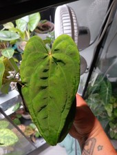 Anthurium pap ace for sale  Hinesville