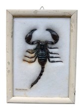 Tassidermia scorpione palamnae usato  Roma