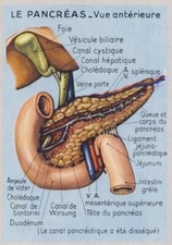 Pancreas bauchspeicheldrüse o d'occasion  Expédié en France