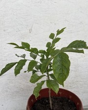 Wampee tree tropical for sale  El Monte