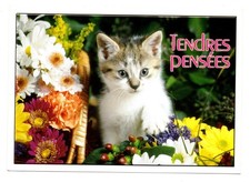 Cpm chat chaton d'occasion Cpm chat chaton d'occasion  Agay