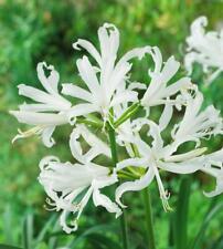 Nerine bowdenii alba for sale  UK