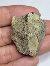 Sauropod fossil guettioua. for sale  SOLIHULL