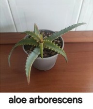 Cactus succulente usato  Lentini