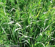 Rye vetch tares for sale  DARLINGTON
