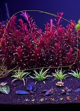 10x rotala blood for sale  Mineola