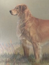 retrievers gold for sale  Perryville
