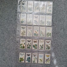 Butterflys moths full for sale  BURY ST. EDMUNDS