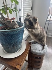 Soft mount taxidermy for sale  Glen Mills