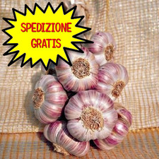 Sgaravatti aglio rosso usato  San Felice Circeo