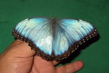 Entomologie morphidea morpho d'occasion  Dreux