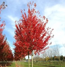 Roter ahorn red gebraucht kaufen  Essen