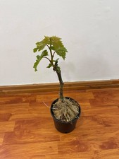 Pianta uva fragola usato  Terlizzi