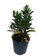 Croton gold dust for sale  Hawthorne