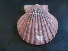 Conchiglia shell pecten usato  Piombino