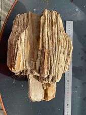 Fossile morceau tronc d'occasion  La Roche-sur-Yon