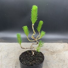 Shohin mugo pine for sale  HULL
