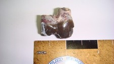 Hp19 fossil mammal for sale  Custer