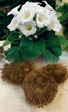 Gloxinia mont blanc for sale  ALFRETON