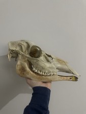 Adult red deer for sale  ALDERSHOT