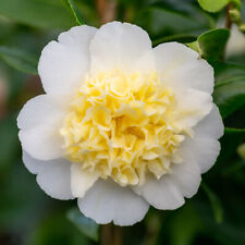 Camellia brushfield yellow for sale  YORK